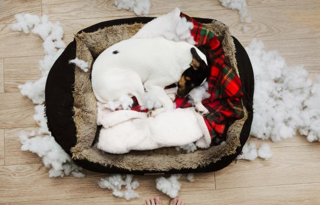 куче копае в леглото си