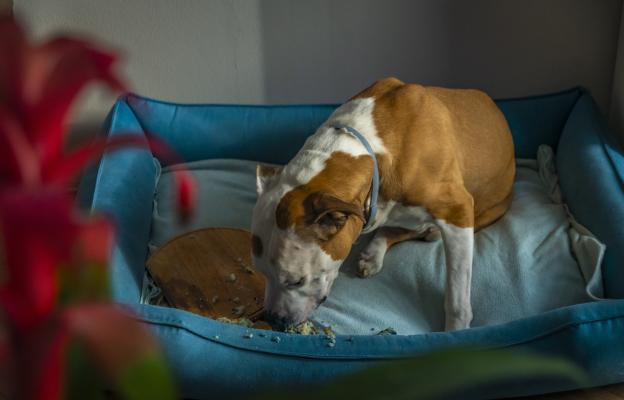 куче копае в леглото си