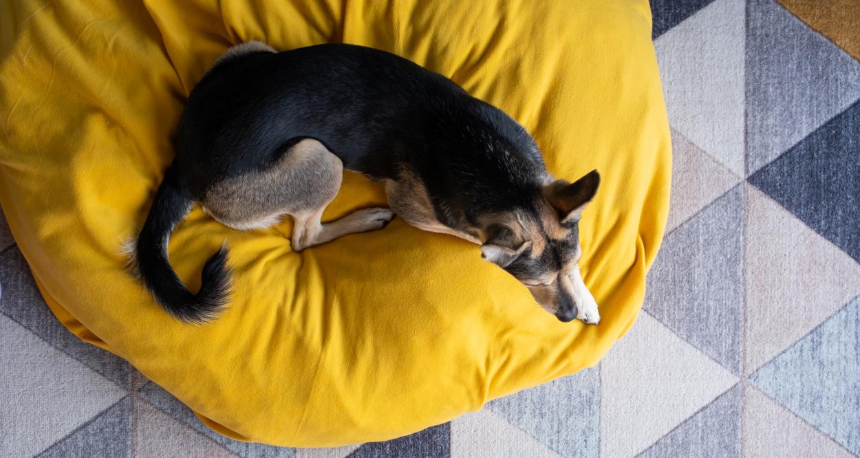 куче копае в леглото си