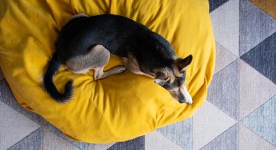 куче копае в леглото си