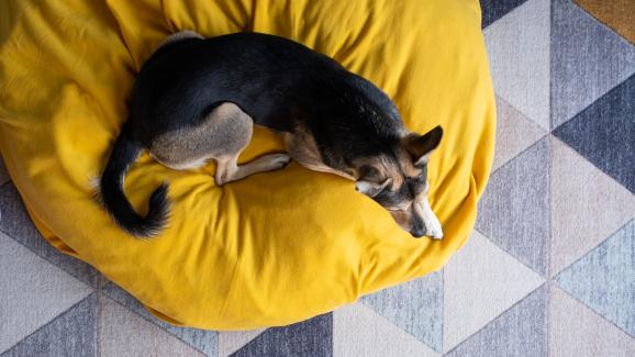 Защо кучето копае и драска в леглото си