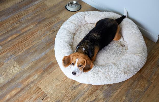 куче копае в леглото си