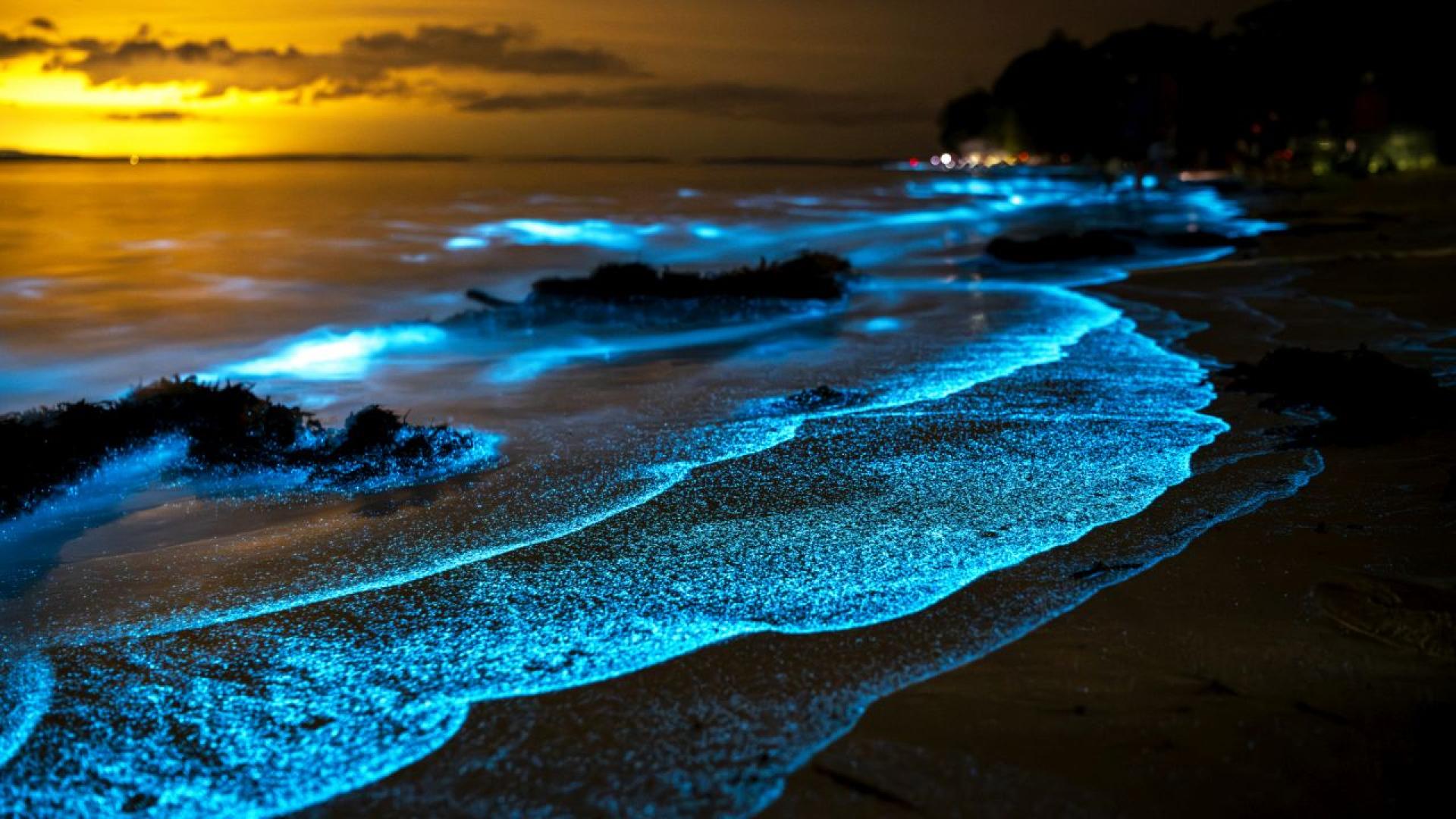 По бреговете на Индия Мексико Австралия и дори на нашето