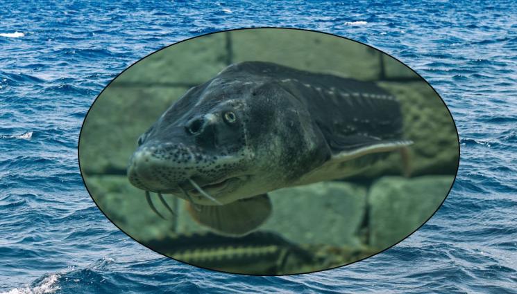 есетра - Изчезнал вид е пред завръщане в Черно море