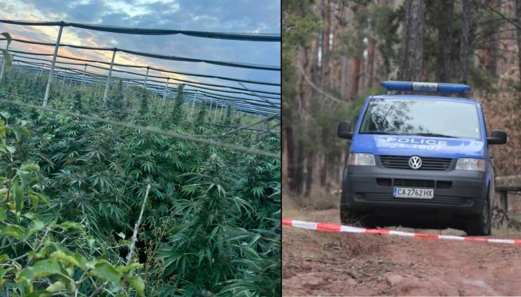 д - Откриха плантация с 2,2 тона канабис край Пазарджик