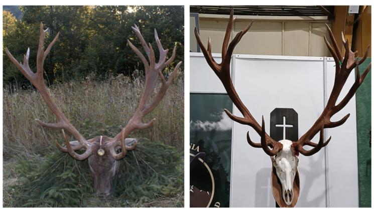 w - Нов рекорд на благороден елен в Румъния