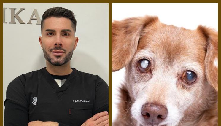 Др Евгени Евтимов - ДОМАШНИ ЛЮБИМЦИ: Всичко за катарактата при животните - когато погледът избледнява