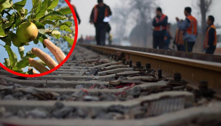 a - ГОЛЯМ СРАМ: Хванаха 15 души от ЖП администрацията да крадат плодове!