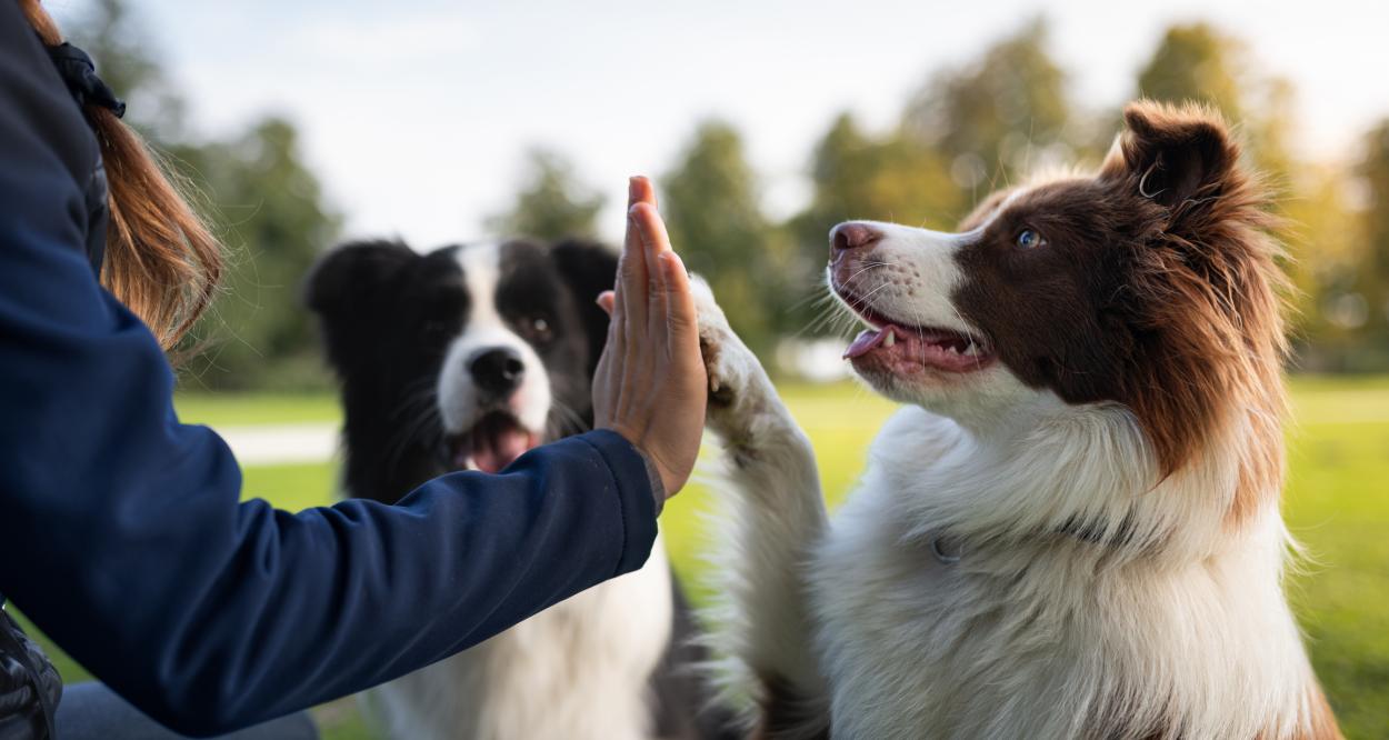 Бордър коли