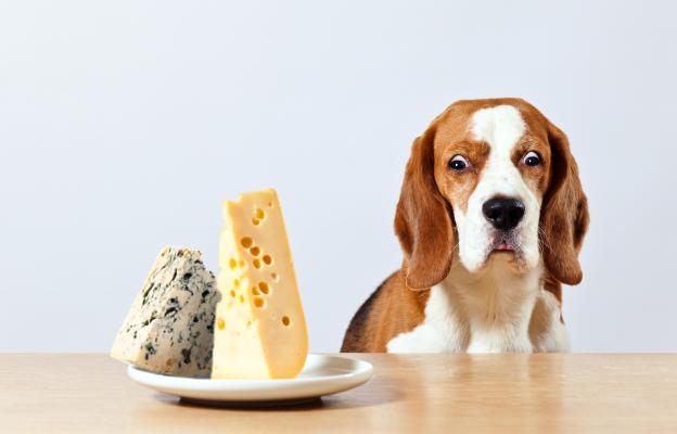 куче сирене