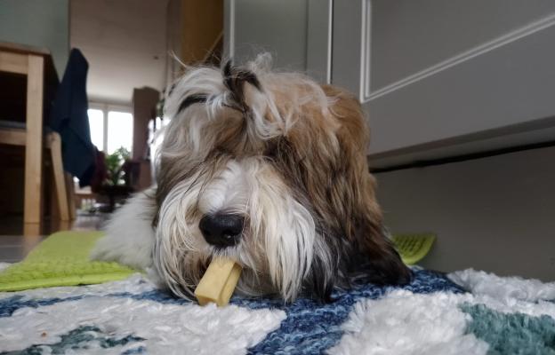 куче сирене