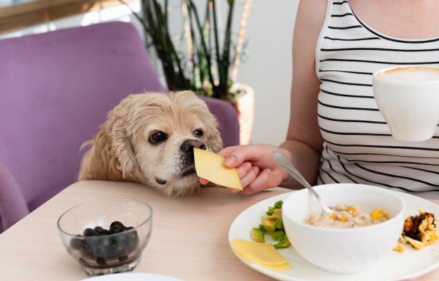 куче сирене