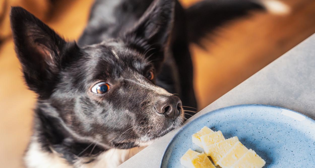 куче сирене