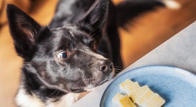 куче сирене