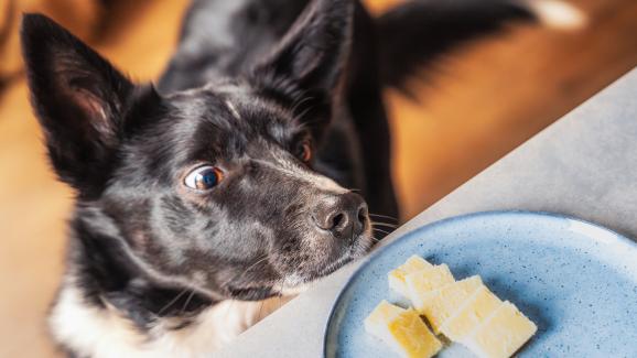 Безопасно ли е да даваме на кучето кашкавал
