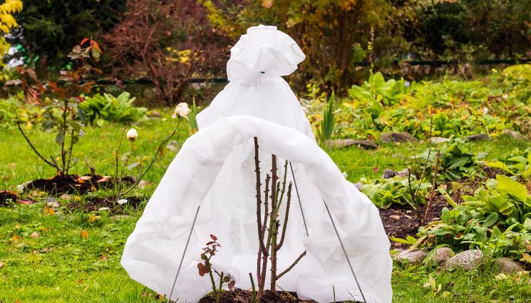 рози - Агро Телеграф: Полейте обилно розите преди зимата