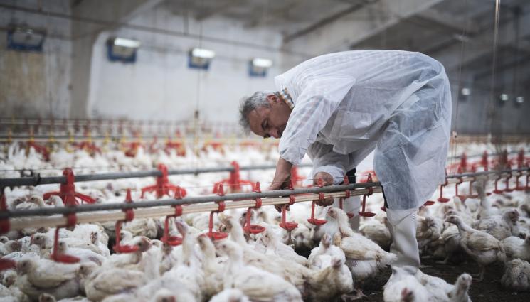 кокошки - Агро Телеграф: Животни вземат залъка на 2 милиарда души