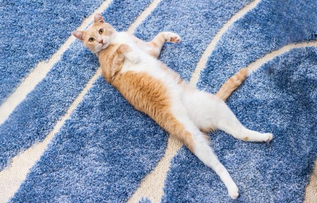 Котка по гръб