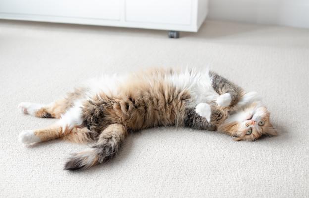 Котка по гръб