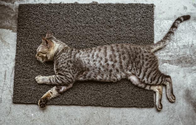 Котка по гръб