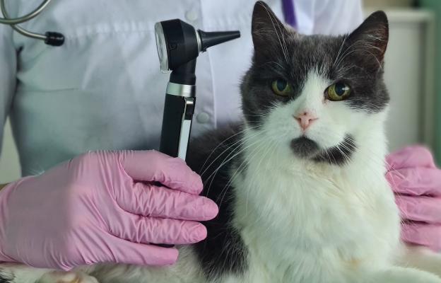 Котка при ветеринар