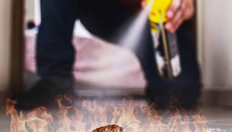 хлебарка - Жена подпали апартамента си, опитвайки да убие хлебарка с огнехвъргачка!