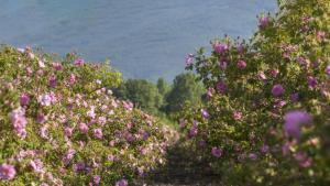 Розовата долина