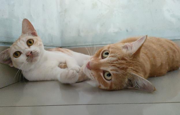 Две котки се бият