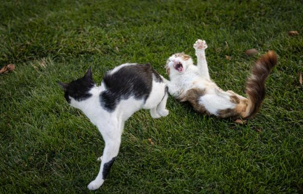 Две котки се бият