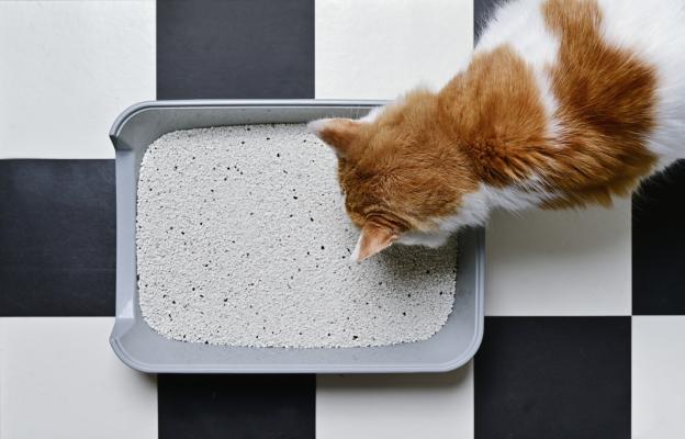 Котка използва тоалетна