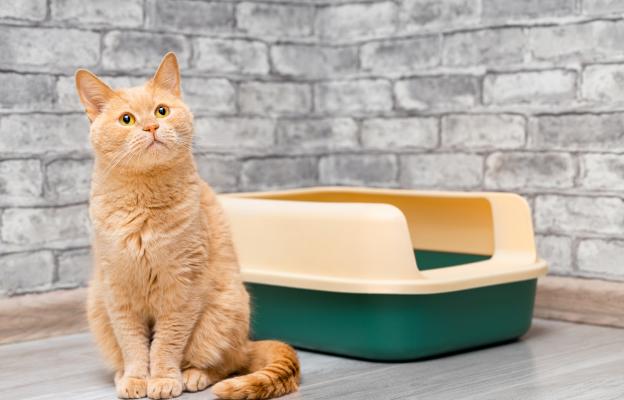 Котка използва тоалетна