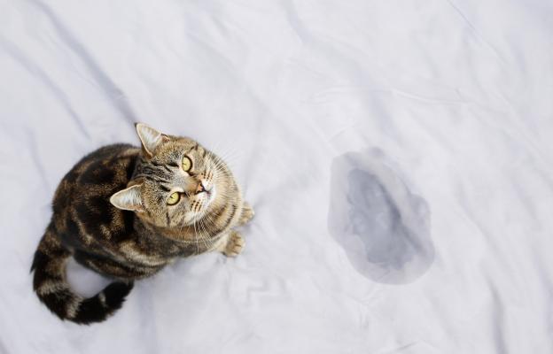 Котка използва тоалетна