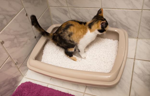 Котка използва тоалетна