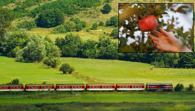 d - НКЖИ уволни деветима от крадците на ябълки