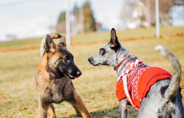 кучета парк игра