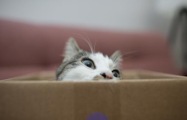 Котка играе