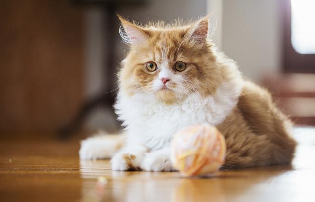 Котка играе