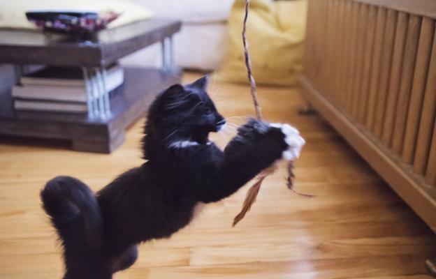 Котка играе