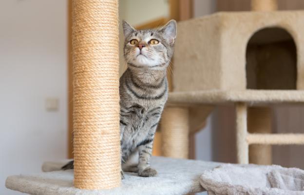 Котка играе