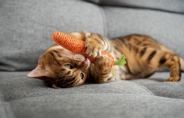 Котка играе