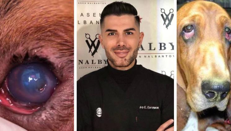 асдсад - Пластична хирургия на клепачите при животните