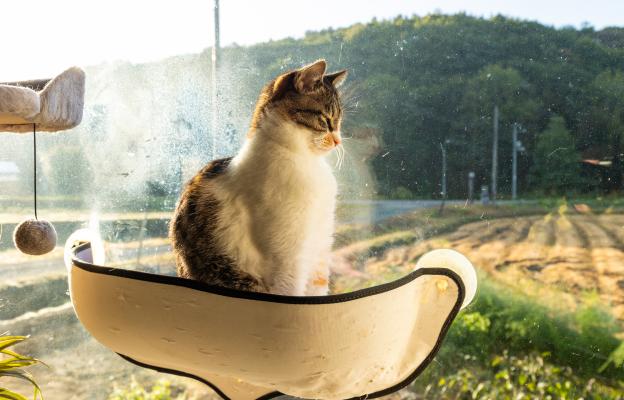 домашна котка