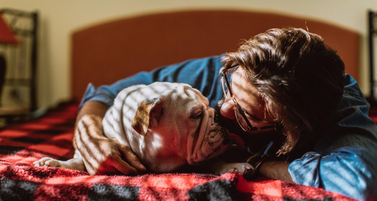 Английски булдог