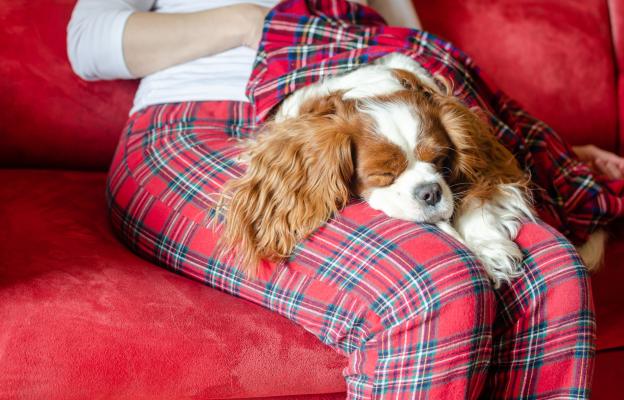 Кавалер Кинг Чарлз шпаньол