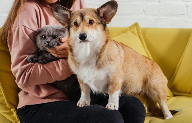 Собственичка с котка и куче 2