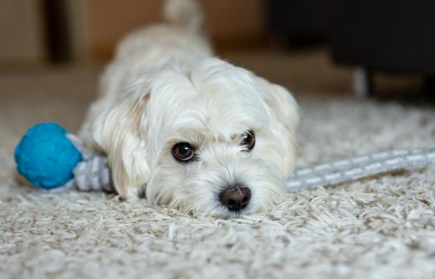 Малтийска болонка