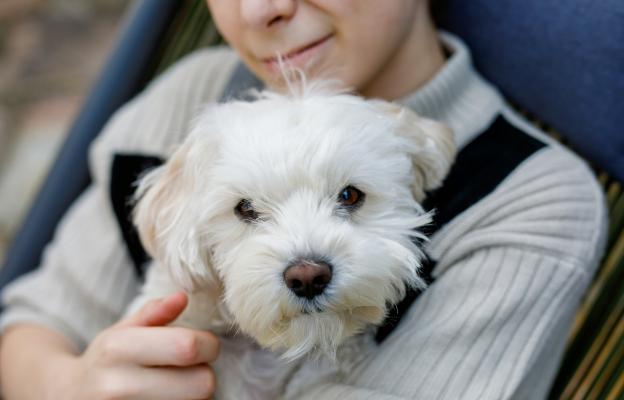 Малтийска болонка