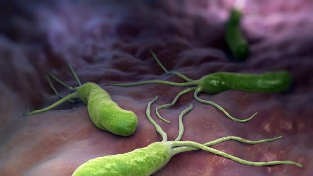 Тази бактерия живее в тялото на всеки втори българин, но никой не подозира