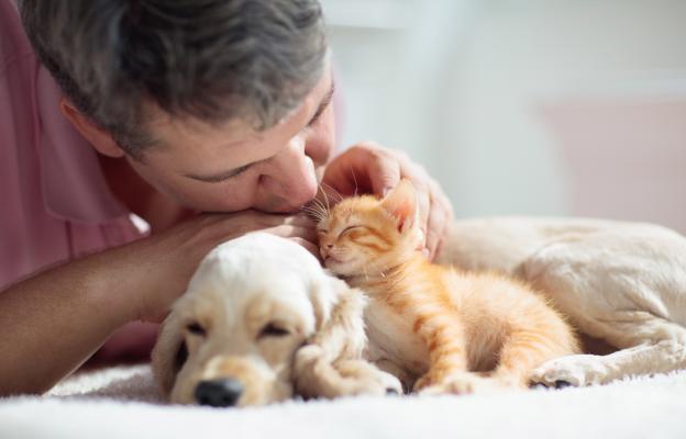 котка и куче