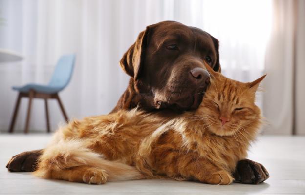 котка и куче